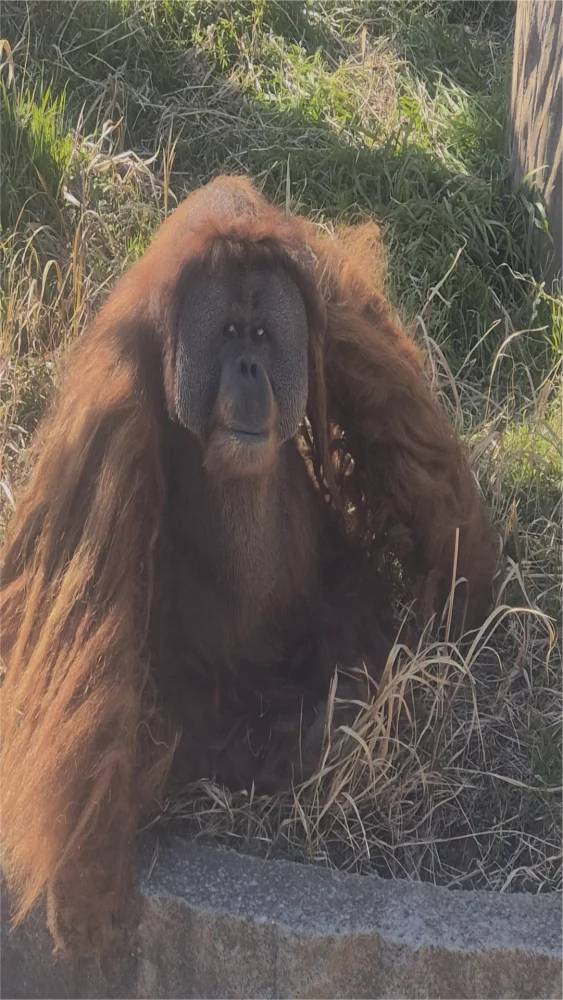 スマトラオラウータンのイーバン。